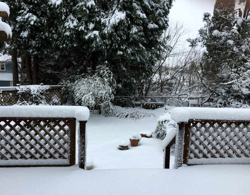 Jan 2017 snow backyard