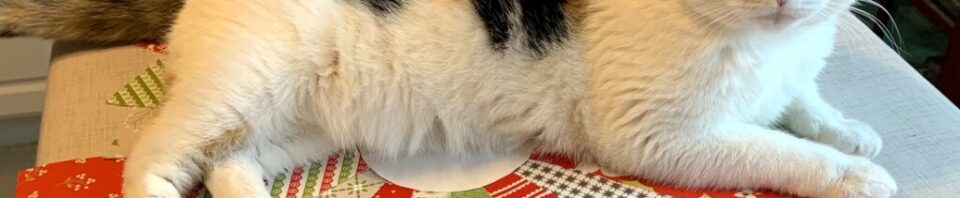 Calico cat lying on colorful fabric pieces.