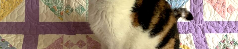 A cat sitting on top of a quilt.